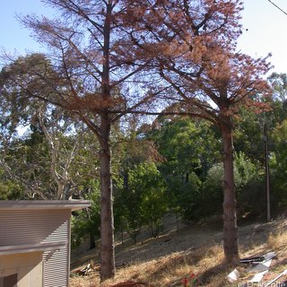 Pinus radiata pine tree protection zone development