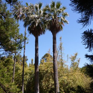 Washingtonia filifera fan palm transplant roots