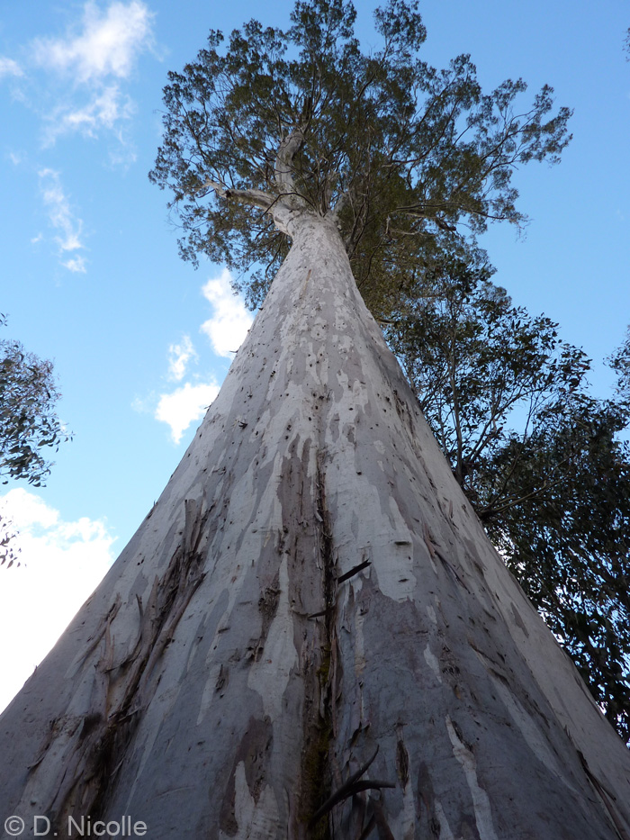 Eucalyptus dalrympleana Tasmanian white gum