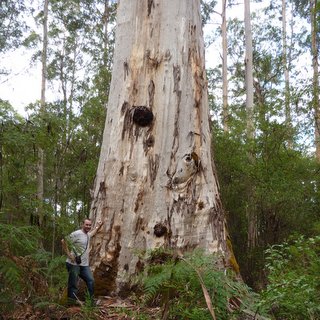 Big Karri Eucalyptus diversicolor