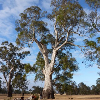 Big Red Eucalyptus camaldulensis gum