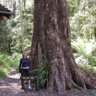 Big Tree Eucalyptus regnans Victoria