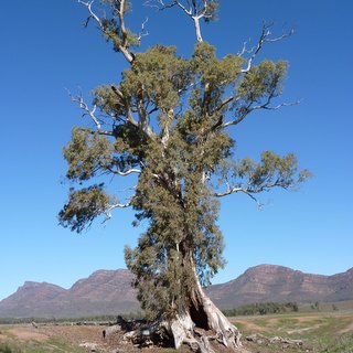 Cazneaux Tree Eucalyptus camaldulensis red gum