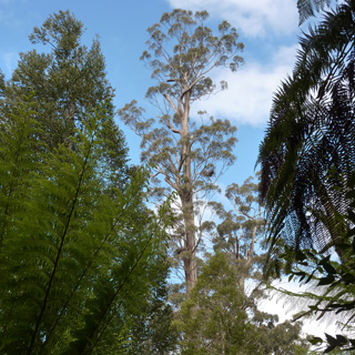 Centurion Eucalyptus regnans Tasmania