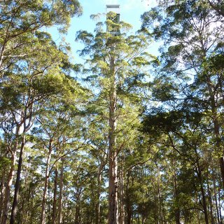 Diamond Tree Eucalyptus diversicolor karri