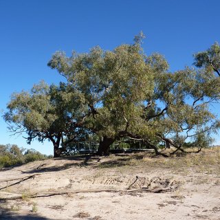 Dig Tree Eucalyptus coolabah Cooper Creek