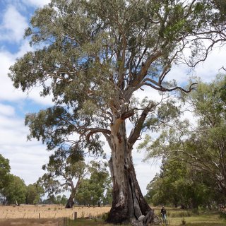 Dwyer Creek Tree Eucalyptus camaldulensis red gum