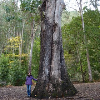 El Abuelo Grandfather Eucalyptus globulus Spain