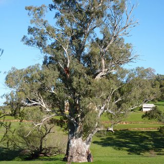 Eucalyptus camaldulensis river red gum Watervale