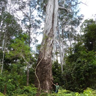 Eucalyptus dunnii Moleton