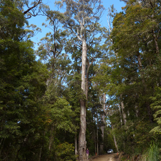 Eucalyptus urnigera urn fruited gum Mt Field NP