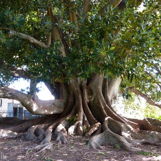 Ficus macrophylla Moreton Bay fig Mclaren Vale