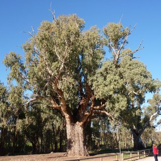 Giant Gum Eucalyptus camaldulensis red Orroroo