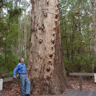 Gloucester Tree Eucalyptus diversicolor karri
