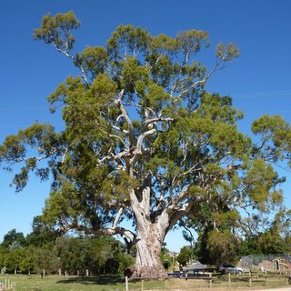 Guildford Tree Eucalyptus camaldulensis red gum