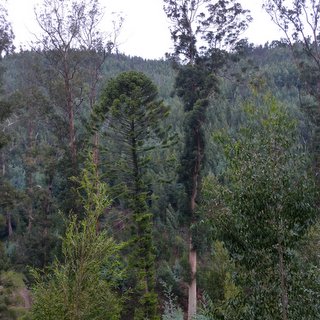 Karri Knight Eucalyptus diversicolor tallest tree Europe