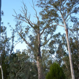King Tree Eucalyptus camaldulensis red gum Wirrabara