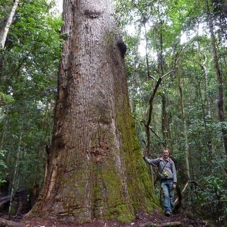 Lightning Tree Eucalyptus cloeziana messmate Gympie