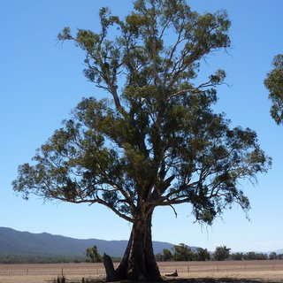 Old Emu Foot Eucalyptus camaldulensis red gum Melrose