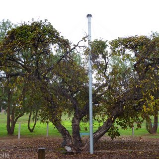 Old Mulburry Tree Kingscote oldest South Australia