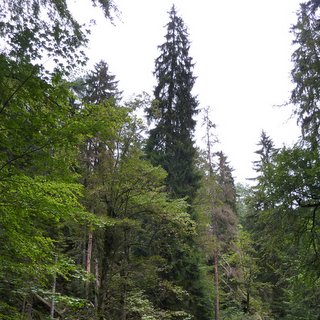 Picea abies spruce Germany tallest tree