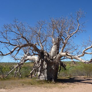 Prison Tree King River Adansonia