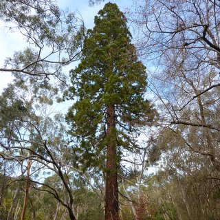 Sequoiadendron giganteum giant sequoia