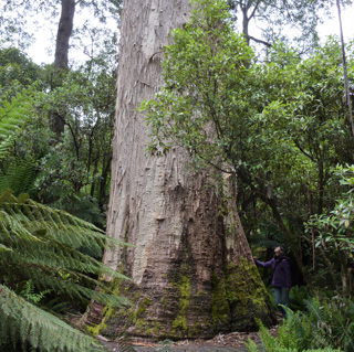 Sir Vim White Knights Eucalyptus viminalis manna gum Tasmania