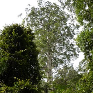 The Grandis Eucalyptus tallest New South Wales