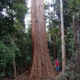 Tibbs Tree Eucalyptus microcorys tallowwood
