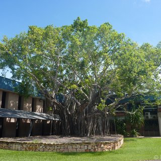 Tree Knowledge Ficus virens Darwin