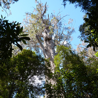 Troll Eucalyptus delegatensis Geeveston Tasmania