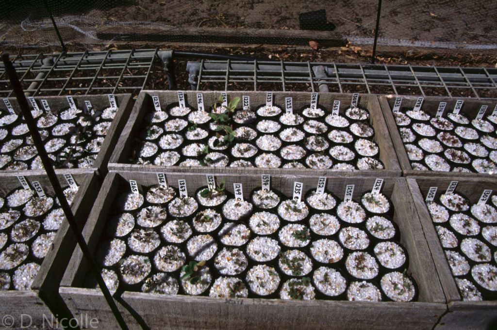 seedlings 1996