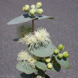 Currency Creek Arboretum Eucalyptus cordata