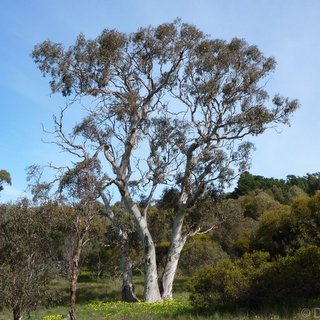Currency Creek Arboretum Eucalyptus fasciculosa