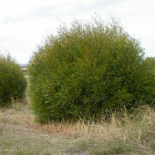 Currency Creek Arboretum Eucalyptus mcquoidii