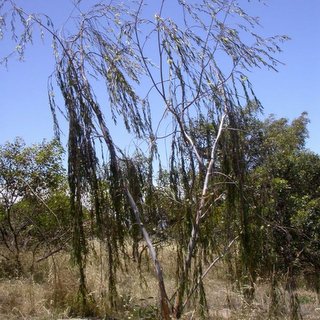 Currency Creek Arboretum Eucalyptus sepulcralis