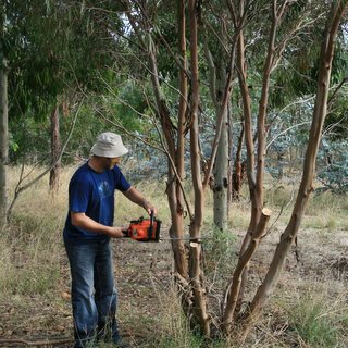 Eucalyptus bakeri regeneration study CCA