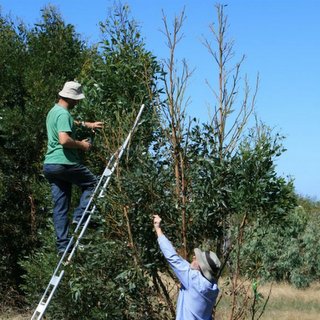 Eucalyptus utilis regeneration study CCA