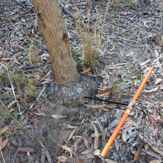 lignotuber coring CCA Eucalyptus occidentalis