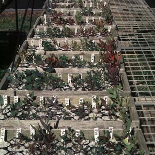 seedlings 1997