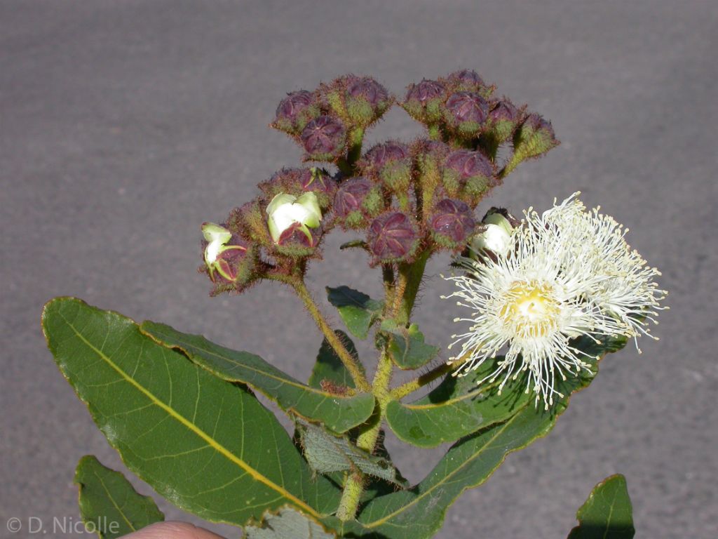 Angophora hispida dwarf flowers