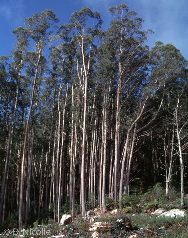 Eucalyptus delegatensis alpine ash
