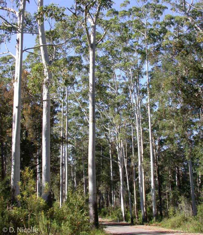 Eucalyptus grandis flooded gum