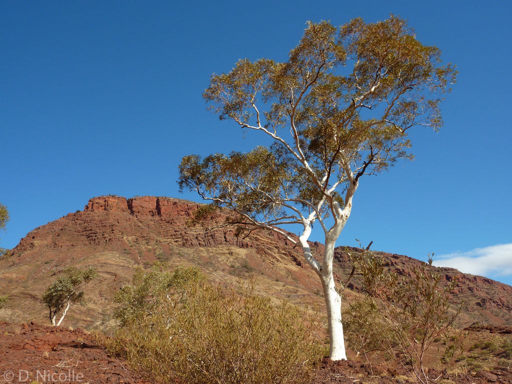Eucalyptus leucophloia snappy gum Pilbara