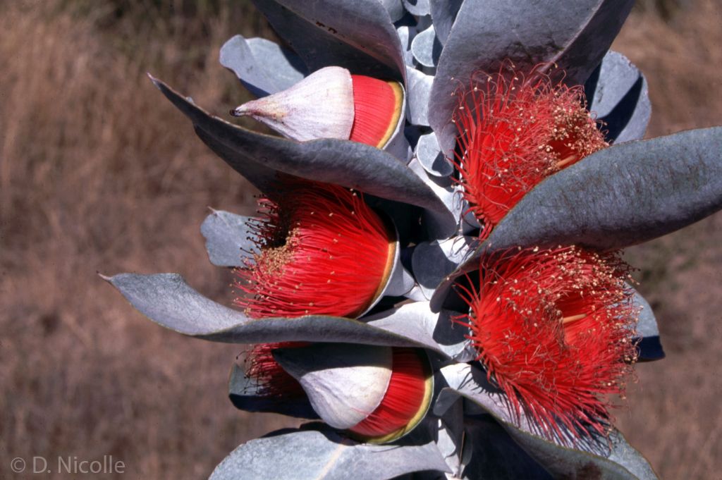 Eucalyptus macrocarpa