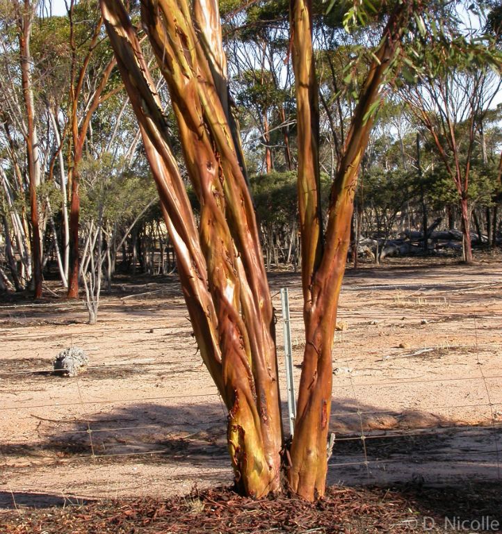 Eucalyptus salubris gimlet stems