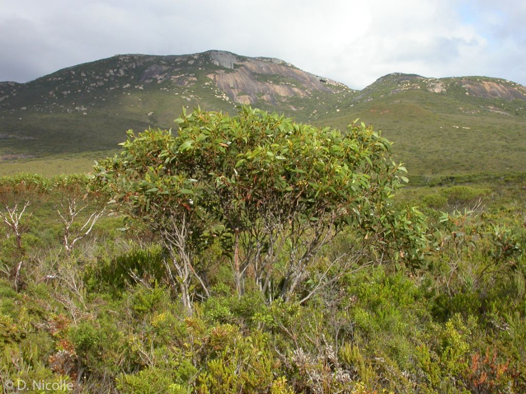 Eucalyptus semiglobosa Mt Arid