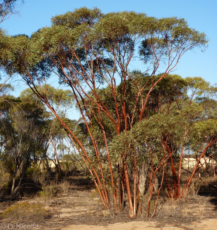 Eucalyptus tenera mallee