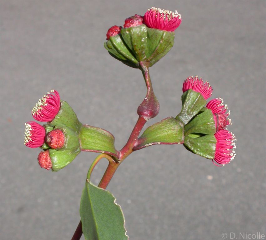 Eucalyptus vesiculosa